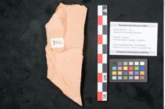 Foto (Objekt + Etikett) von Glyptostrobus europaeus Brongniart (NHMW-GEO-2024-0188-7955)